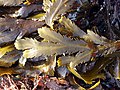 Miniatura para Fucus serratus