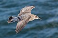 Giovane gabbiano reale nordico in volo