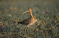 Limosa limosa