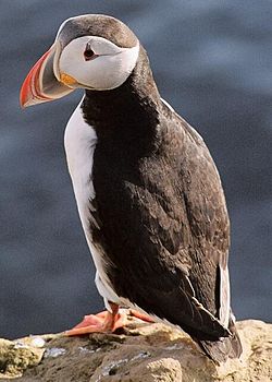 Lundi (F. arctica)