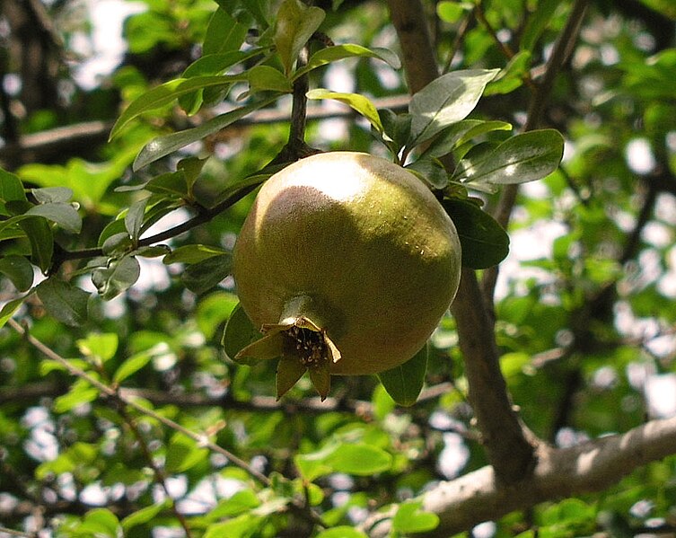 File:Punica granatum 1.jpg