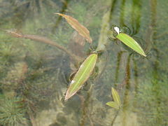 Potamogeton distinctus.JPG