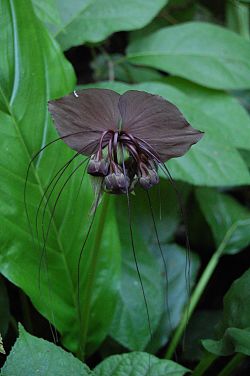 Tacca chantrieri