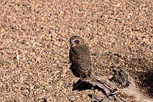 Picture of a Ninox boobook ocellata sitting on a large fallen branch.