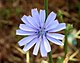 Chicory