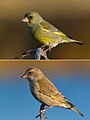 male (top); female (bottom)