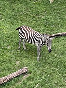 Grant's zebra (Equus quagga boehmi)