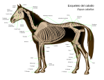 Morfología y esqueleto del caballo