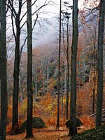 Alte Buchenwälder und Buchenurwälder der Karpaten und anderer Regionen Europas