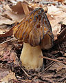 Morchella punctipes