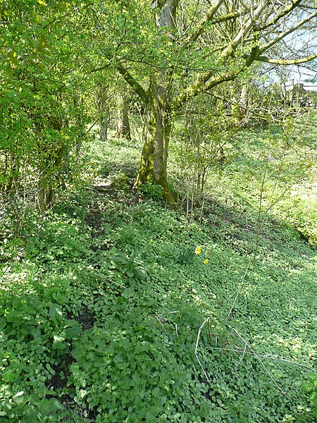 File:Nettles and Himalayan balsam on Sowerby bridge FP81, Norland - geograph.org.uk - 4488596.jpg