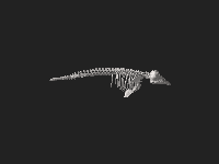 3d model of the skeleton