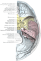 Cara superior de la base del cráneo, en la que se observa lateralmente una pequeña porción del hueso parietal (en color blanco).