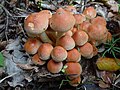 !!Hypholoma lateritium!!