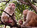 Adults and juvenile, Himachal