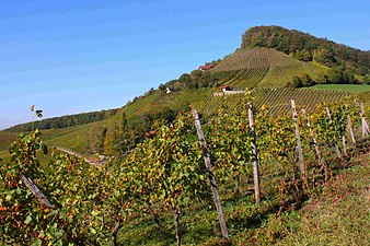 Blick auf den Stollberg in Handthal, höchstgelegenes Weinanbaugebiet Deutschlands