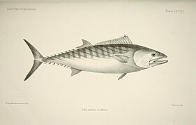 The fishes of Great Britain and Ireland (Plate XXXVIII) (6934981049).jpg