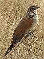 Serengeti National Park, Tanzania