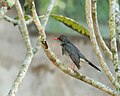 Red-legged thrush