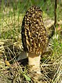 Morchella conica 1