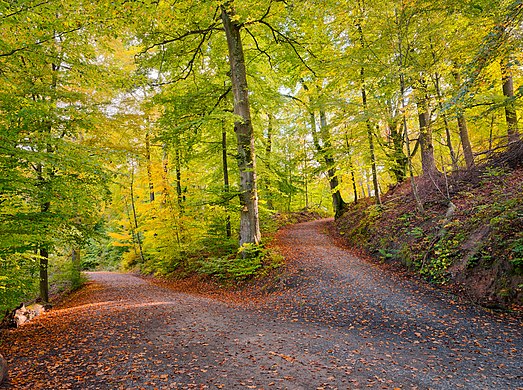     Forest in the natural reserve "Rotwildpark", Stuttgart.