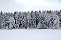 Image 39Conifers in the Swabian alps (from Tree)