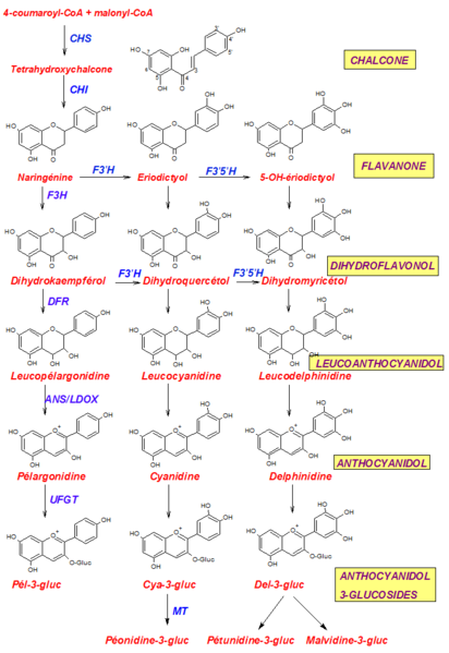 File:Anthocyanin biosynthesis-6aa.png