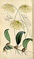 Bulbophyllum othonis[исп.]