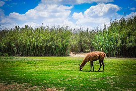 Brown lama.jpg