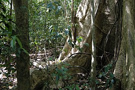 Cat Tien Park, Vietnam, tropical forest, roots.jpg