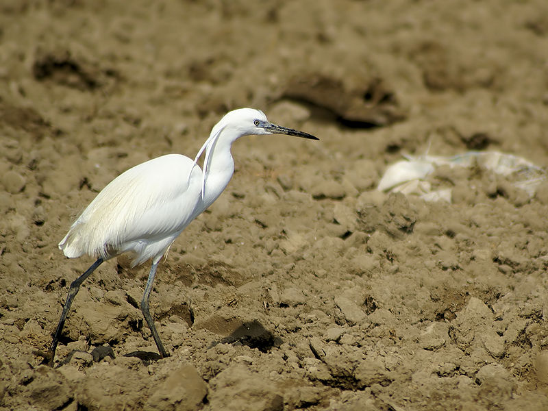 File:Egretta garzetta (Baix Ebre).jpg