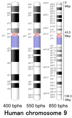 G-banding ideogram of human chromosome 9 in resolution 850 bphs. Band length in this diagram is proportional to base-pair length. This type of ideogram is generally used in genome browsers (e.g. Ensembl, UCSC Genome Browser).