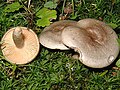 !Lactarius pyrogalus!