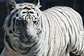 Royal White Bengal tiger