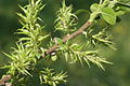 Salix myrsinifolia