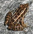 Pickerel frog