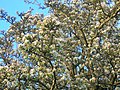 Wild Pear tree in full blossom.