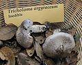 Tricholoma argyraceum