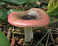 !!Russula fragilis!!