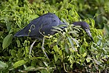 Egretta caerulea English: Little Blue Heron Deutsch: Blaureiher