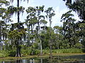 Bald Cypress in the swamps of southern Louisiana Cyprès chauve dans les bayoux du sud de la Louisiane