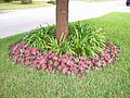 Moita de Caladium. Observação Além de ser cultivado em vasos, o caládium é muito utilizado em jardinagem para bordaduras, maciços e canteiros.