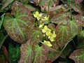 Epimedium pinnatum