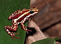 Image 5 Phantasmal poison frog Photograph: H. Krisp The phantasmal poison frog (Epipedobates tricolor) is a species of poison dart frog endemic to Ecuador. First described by George Albert Boulenger in 1899, this endangered species is found only in rainforests on the slopes of the Andes. More selected pictures