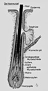 Histologie Haar.jpg