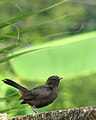 Immature male