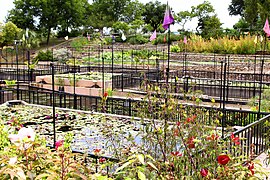 International Waterlily Collection San Angelo Texas 2019.jpg