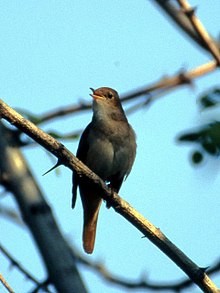 Luscinia megarhynchos Istria 01.jpg