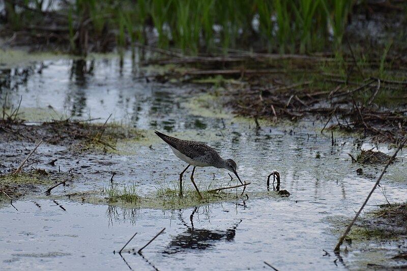 File:Lesser yellowlegs bombay hook 7.30.20 DSC 0833.jpg