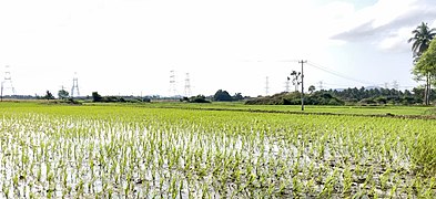 Paddy Field 6.jpg